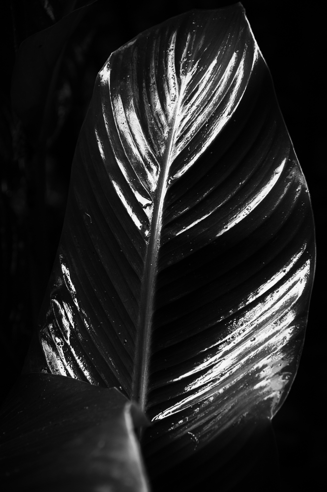 Wet leaf