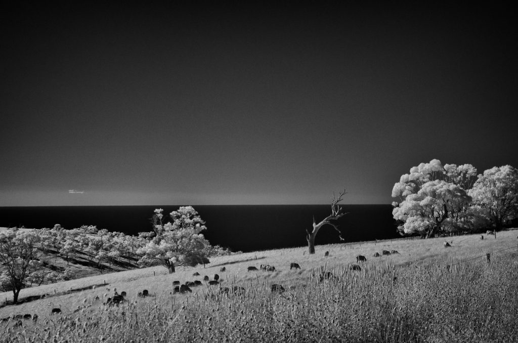 On the way to Myponga from Normanville, South Australia. Infrared.