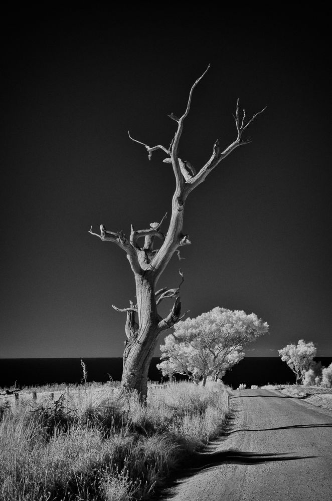 Near Myponga, South Australia. Infrared.