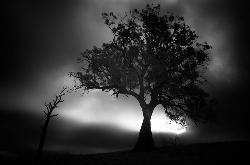 A rainy day and a majestic tree in the Adelaide Hills. IMGP1012. Infrared.