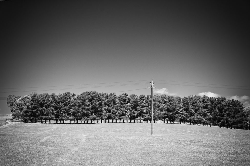 A line of trees.