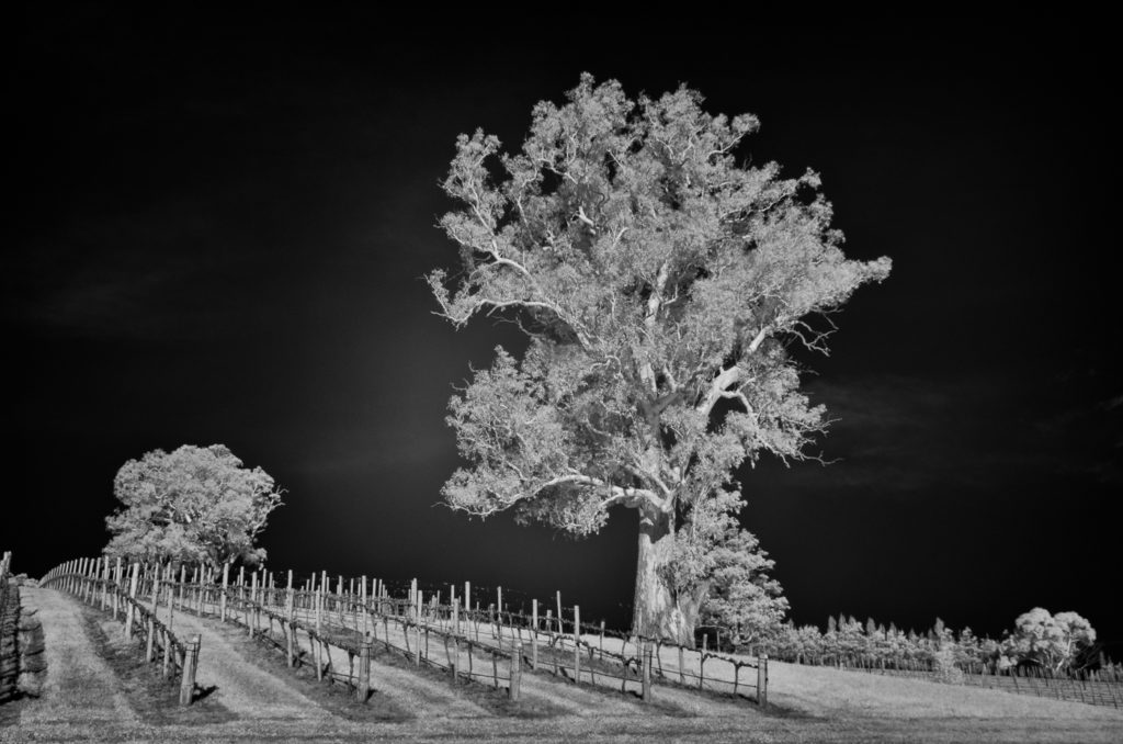 Majestic tree in amongst a vineyard, #AdelaideHills.