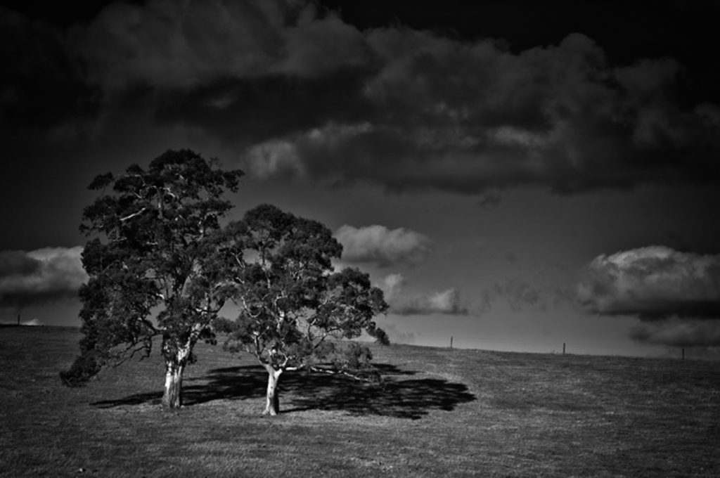 Trees and shadows