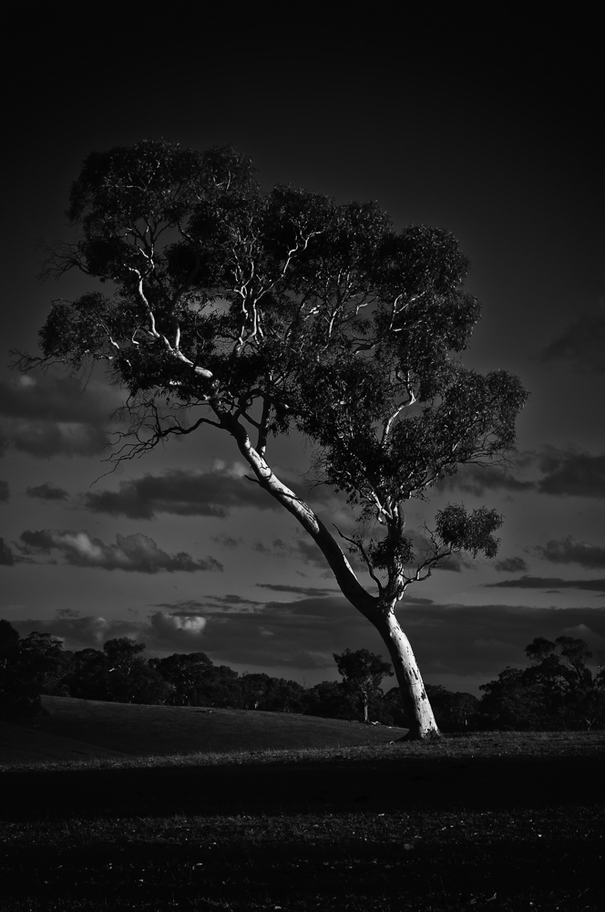 Leaning tree at sunset. Macclesfield, Adelaide Hills.