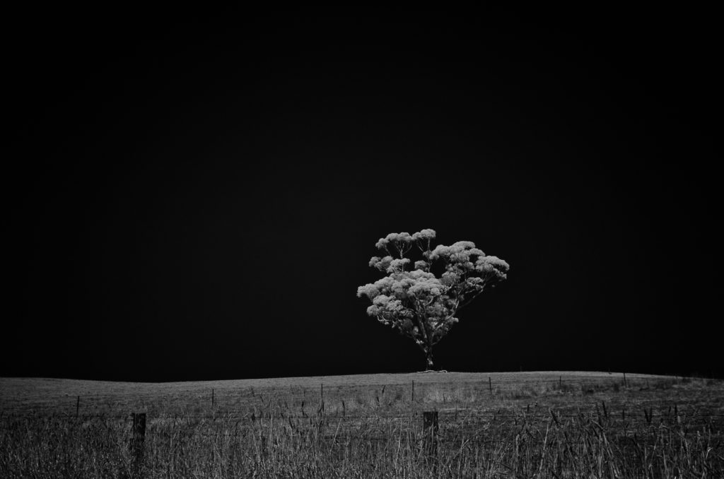 Lone tree outside of Balhannah, Adelaide Hills, South Australia. Infrared.