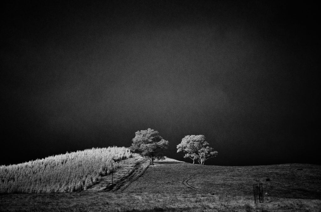 Two trees. Infrared. Kenton Valley, South Australia