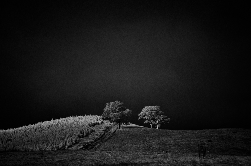 Two trees. Infrared.