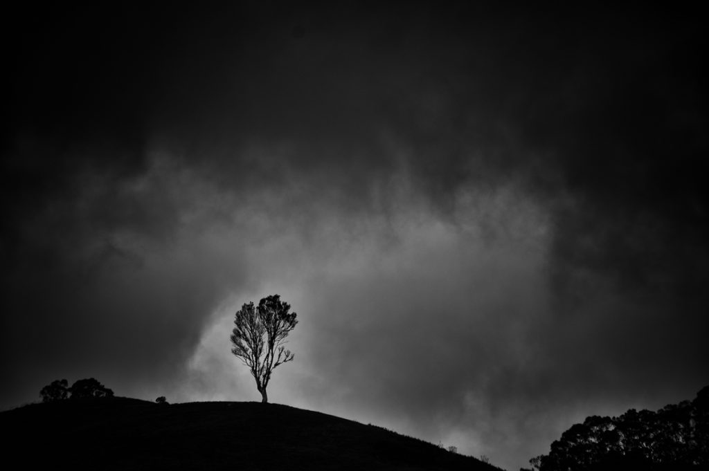 Rain and solitary tree in the Adelaide Hills