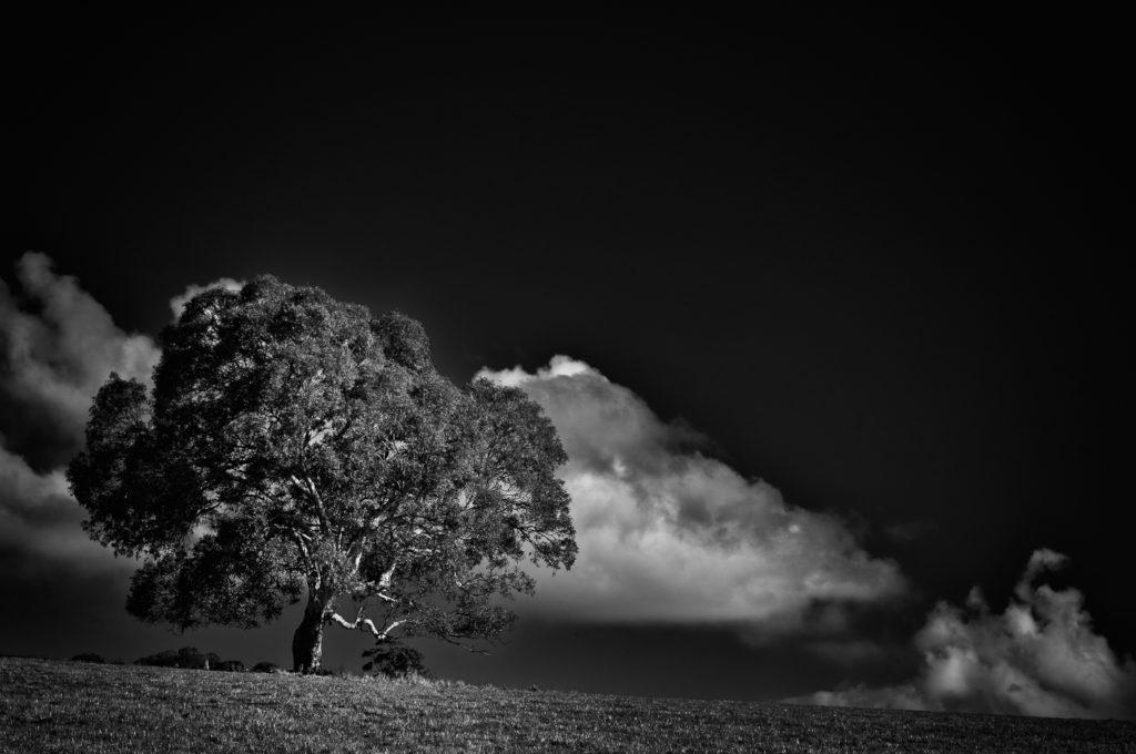 Tree and cloud