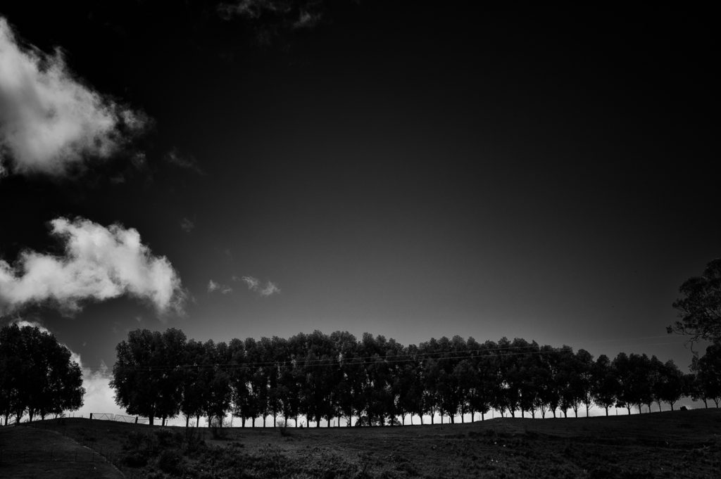 A line of trees along a ridge. Fleurieu Peninsula, South Australia.