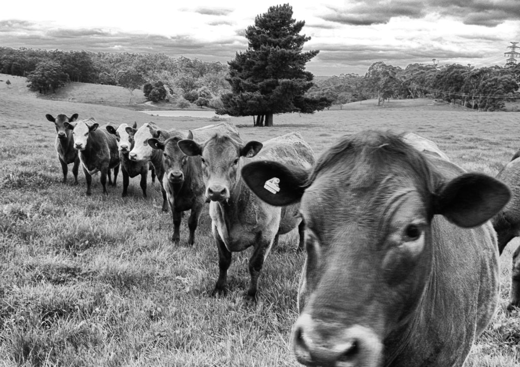 The lineup - Mt Barker.