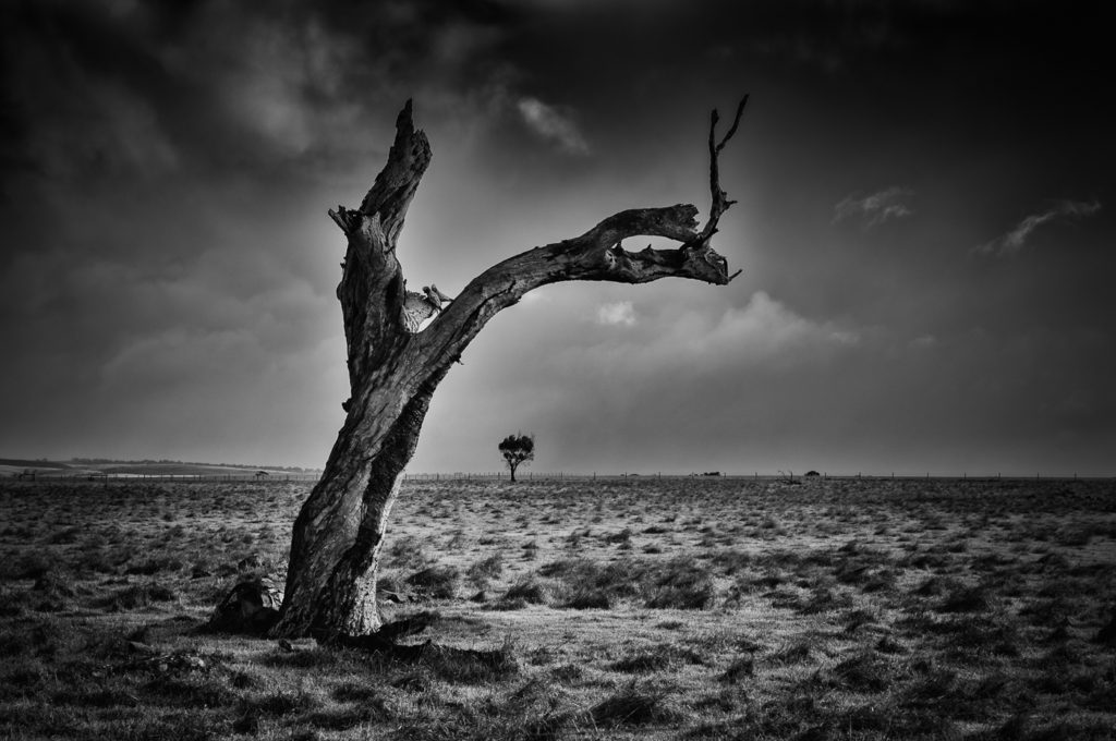 A lone tree in a paddock, South Australia