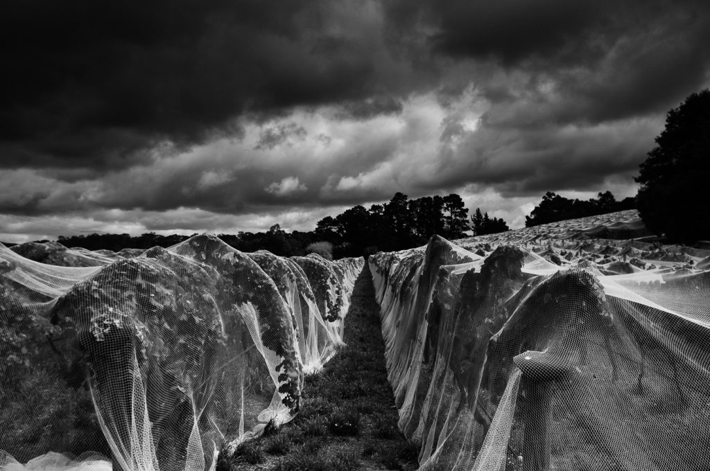 Hahndorf Hill vineyard