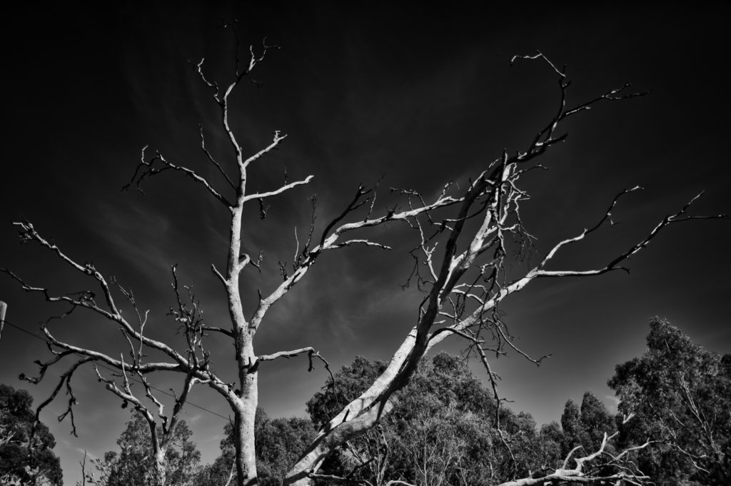 A dead tree in the sun