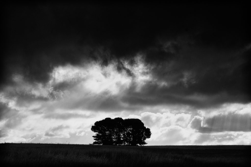 Trees in the rain.
