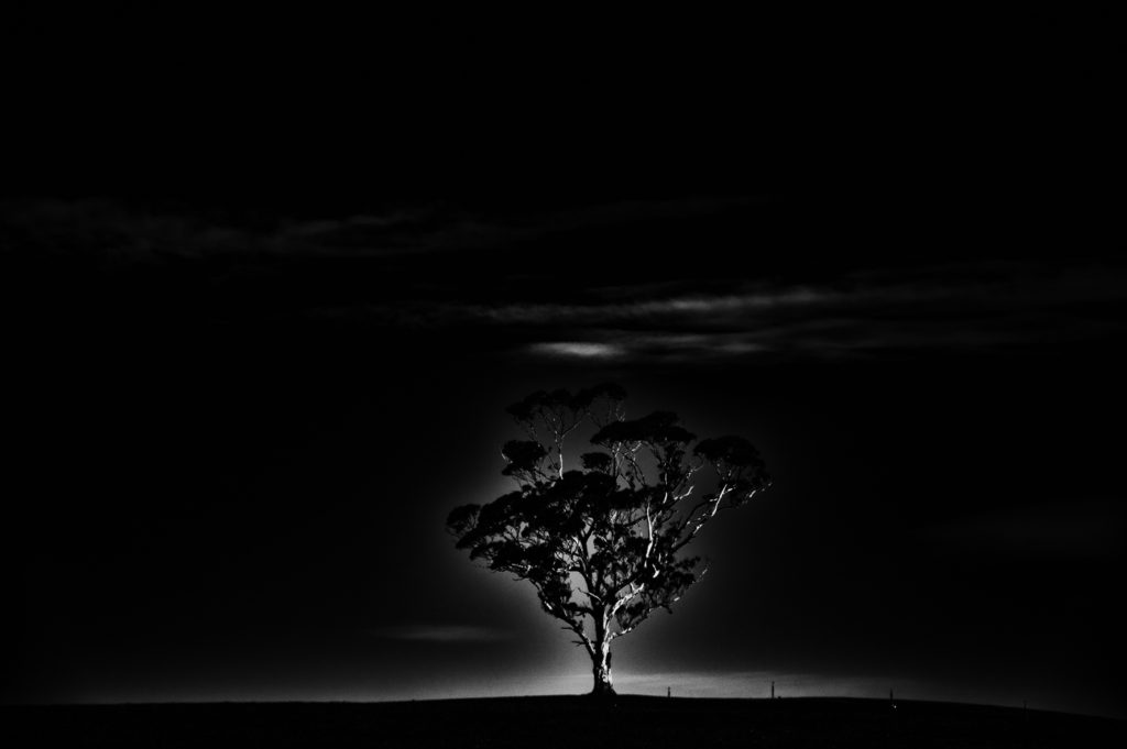 A lone tree in a paddock, South Australia