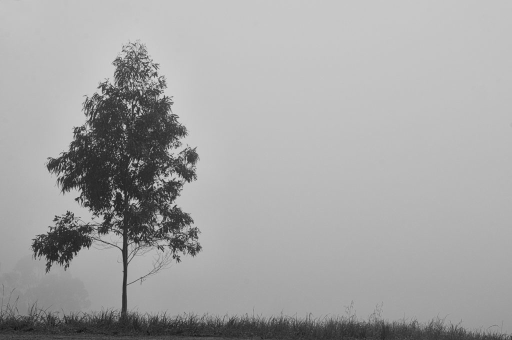 Small tree in the mist, Adelaide Hills