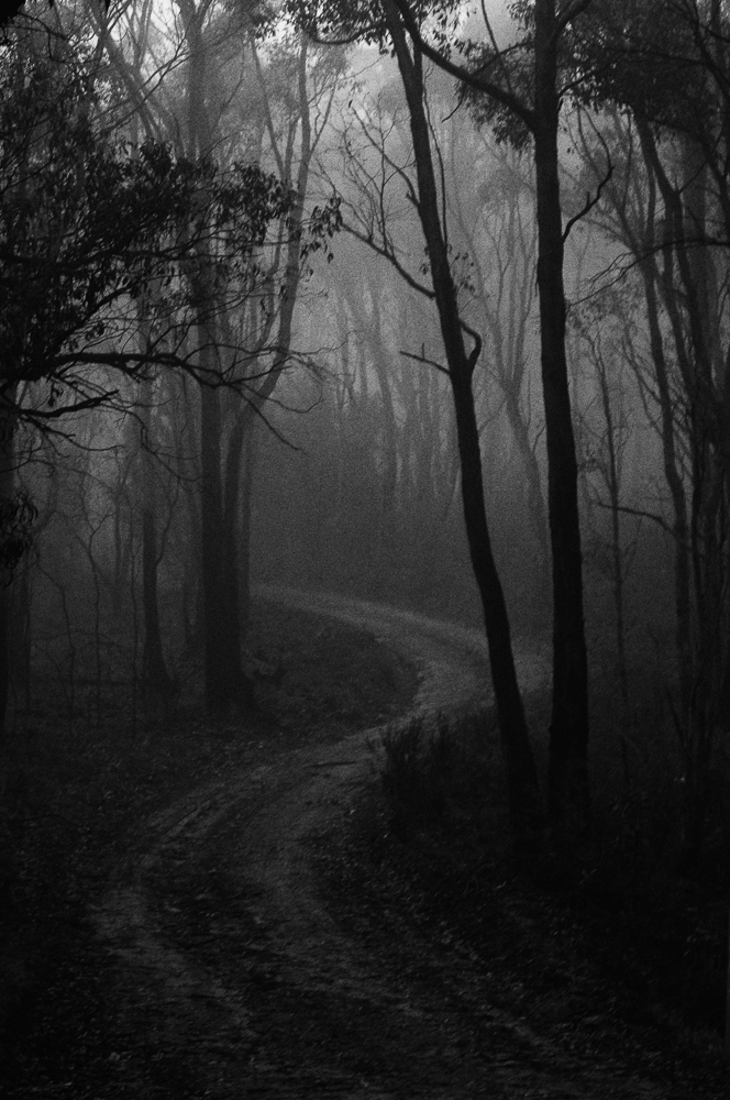 Foggy morning in the Adelaide Hills