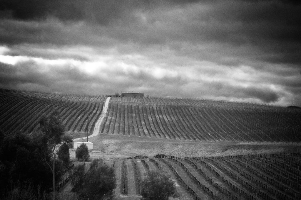 Vineyard near Balhannah, Adelaide Hills