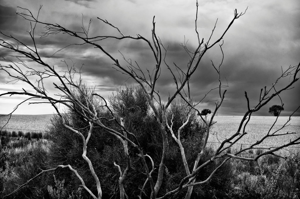 Dead bush.