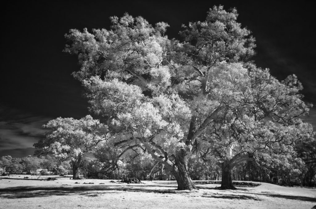 Majestic trees in the mid-morning sun. Infrared.