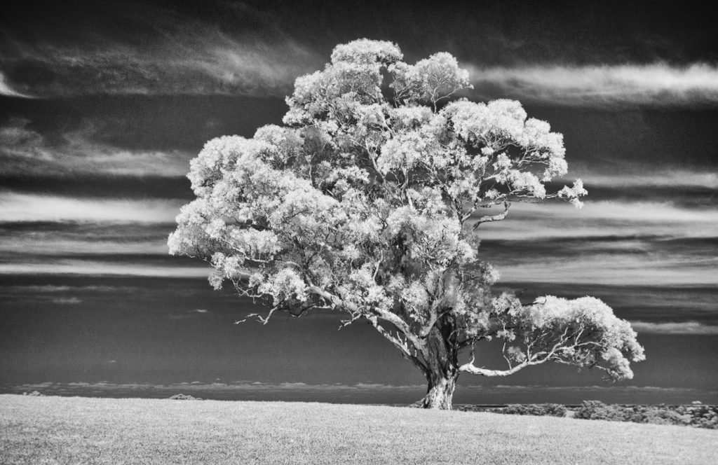 Tree in a paddock, Adelaide Hills. Infrared.
