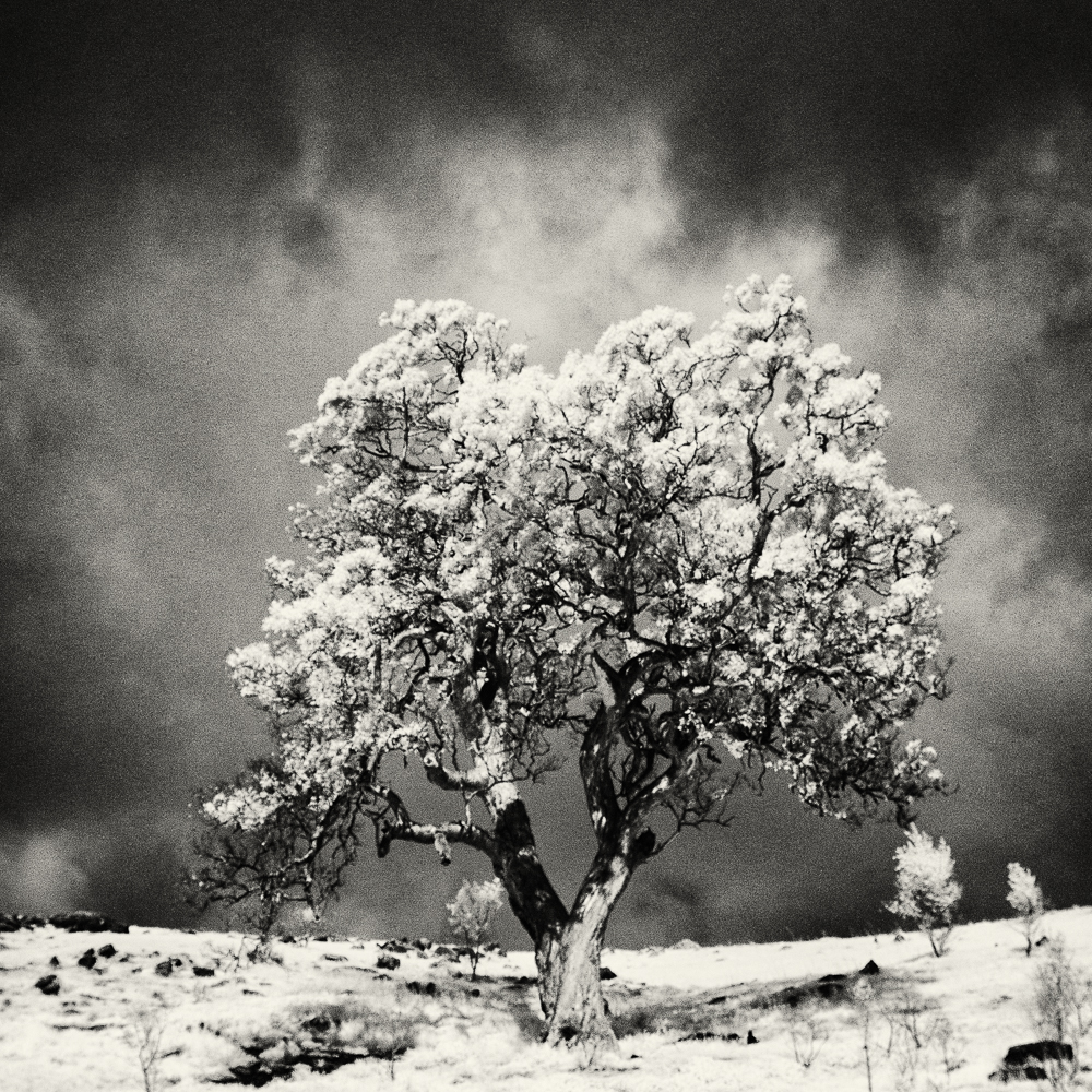 Tree and cloud, Charleston, Adelaide Hills. Infrared.