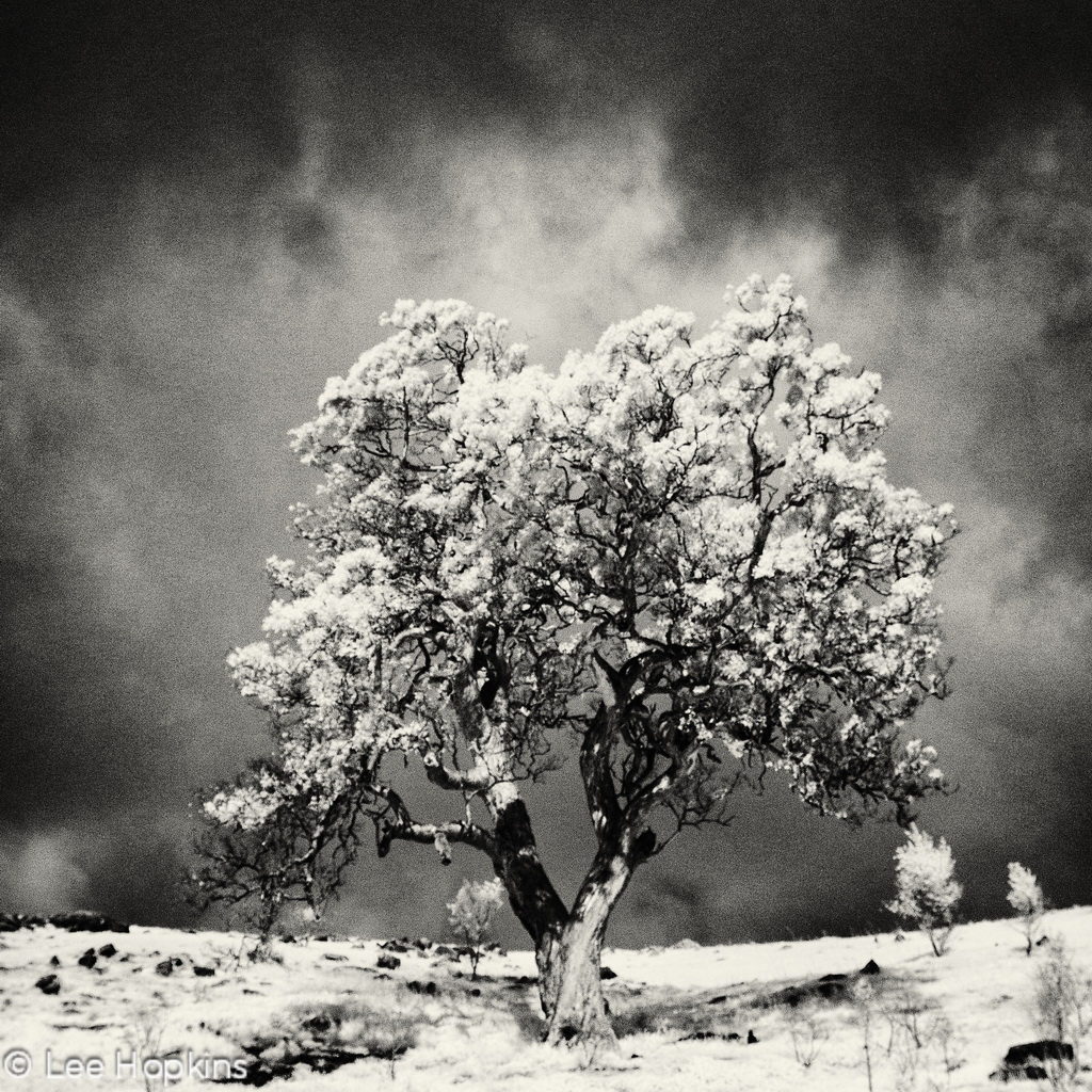 Charleston infrared. 1609